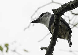 Buff-bellied Puffbird