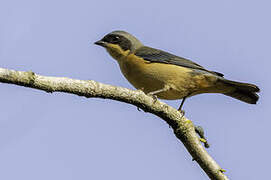 Fawn-breasted Tanager