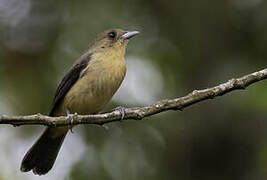 Black-goggled Tanager