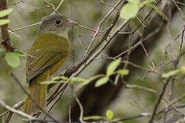 Grey-headed Tanager