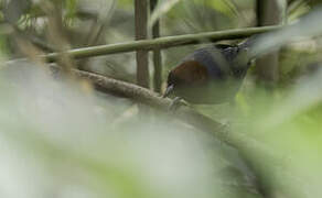 Chestnut-headed Tanager