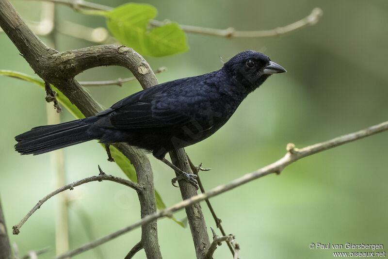 Ruby-crowned Tanager male adult