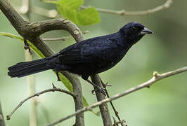 Ruby-crowned Tanager