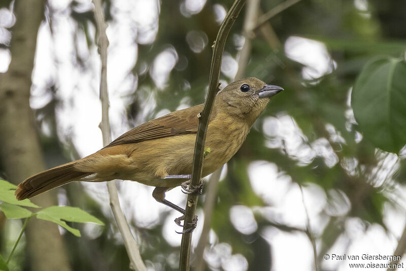 Ruby-crowned Tanager female adult