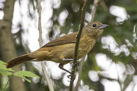 Ruby-crowned Tanager