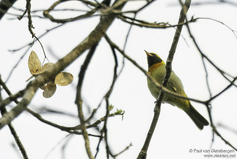 Guira Tanager male adult