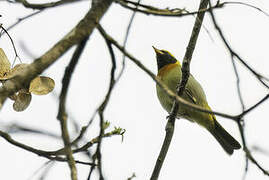 Guira Tanager