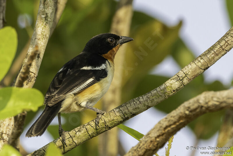 White-rumped Tanageradult