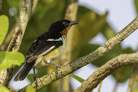 White-rumped Tanager