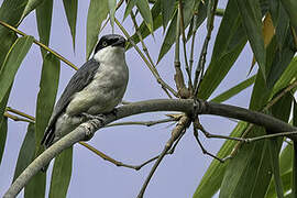 Large Woodshrike