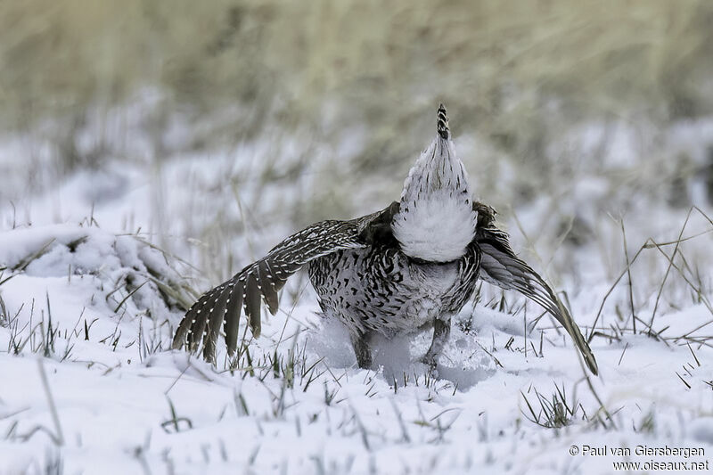 Sharp-tailed Grouse male adult
