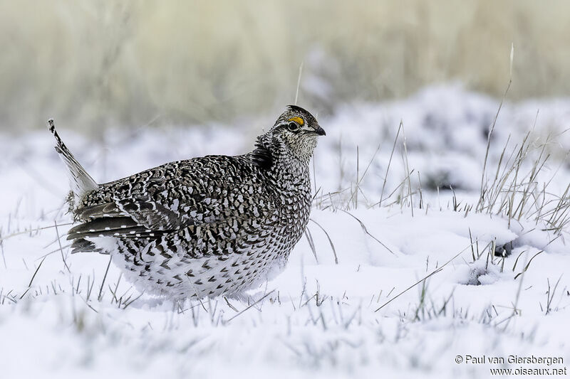 Sharp-tailed Grouse male adult