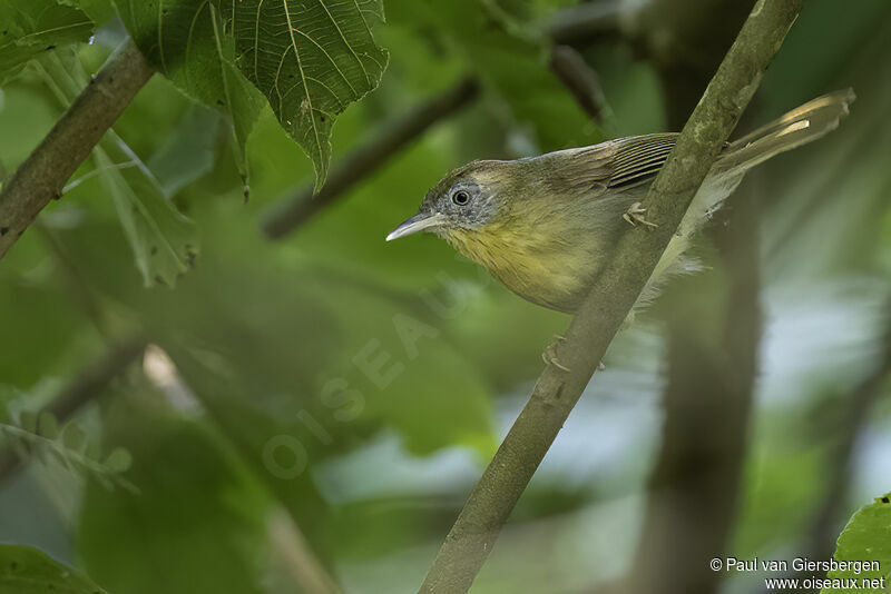 Grey-cheeked Tit-Babbleradult