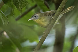 Grey-cheeked Tit-Babbler