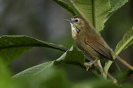 Crescent-chested Babbler