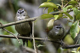 Crescent-chested Babbler