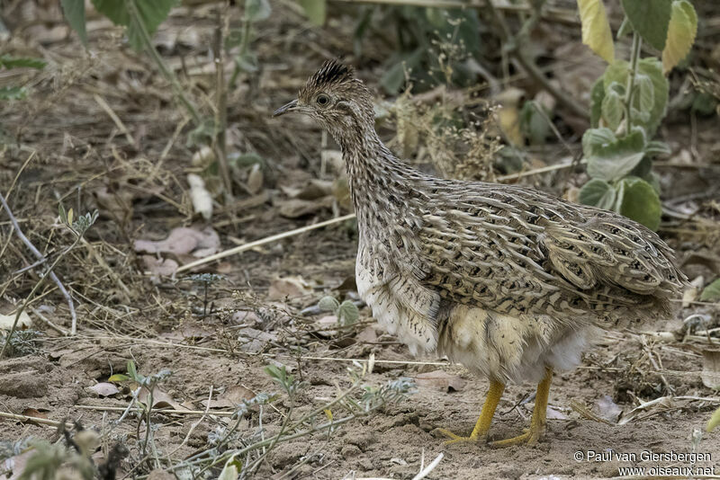 Tinamou boraquiraadulte