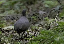 Brown Tinamou