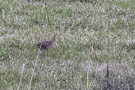 Tinamou isabelle