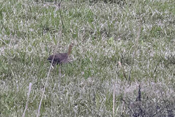 Tinamou isabelle