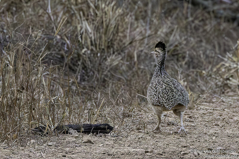 Tinamou sauvageonadulte