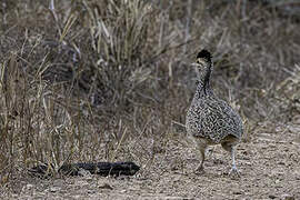 Brushland Tinamou