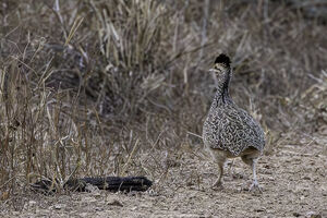 Tinamou sauvageon