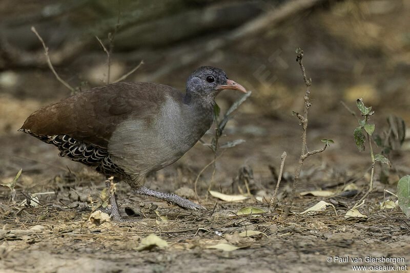 Tinamou tataupaadulte