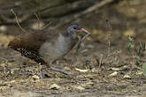 Tinamou tataupa