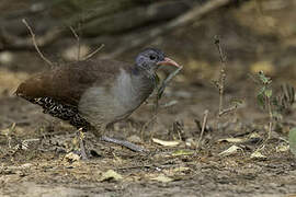 Tataupa Tinamou