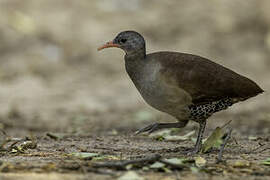 Tataupa Tinamou