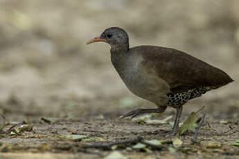 Tinamou tataupa