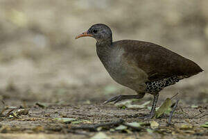 Tinamou tataupa