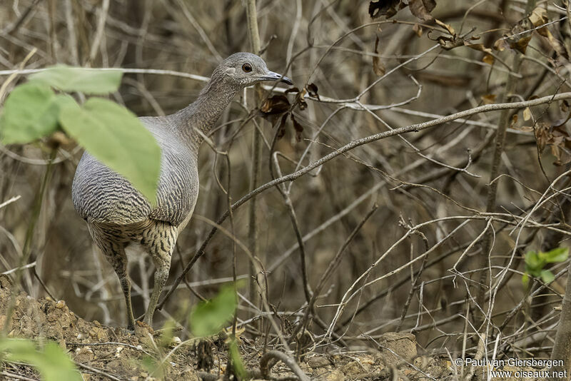 Tinamou vermiculéadulte