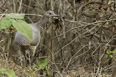 Tinamou vermiculé