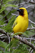 Southern Brown-throated Weaver