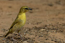 Southern Brown-throated Weaver