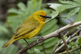 Spectacled Weaver