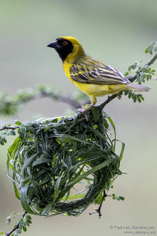 Southern Masked Weaver male adult breeding