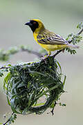 Southern Masked Weaver