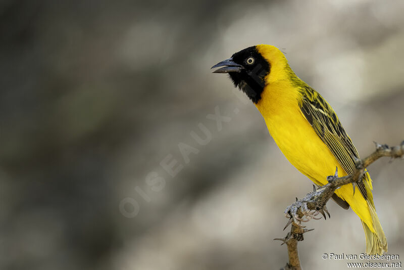 Lesser Masked Weaver male adult