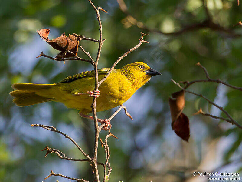 Holub's Golden Weaver - Ploceus xanthops - pava277369