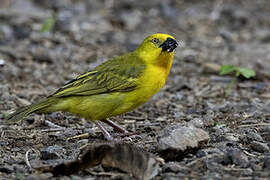 Holub's Golden Weaver