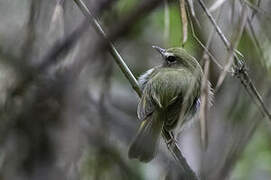 Drab-breasted Bamboo Tyrant