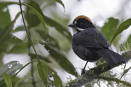 Taczanowski's Brushfinch