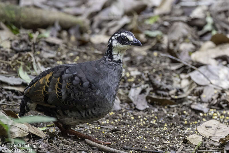 Grey-breasted Partridgeadult