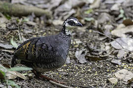 Grey-breasted Partridge