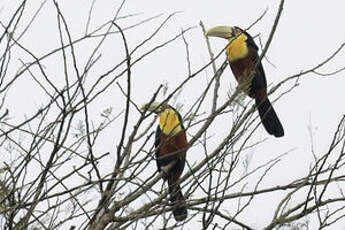 Toucan à ventre rouge