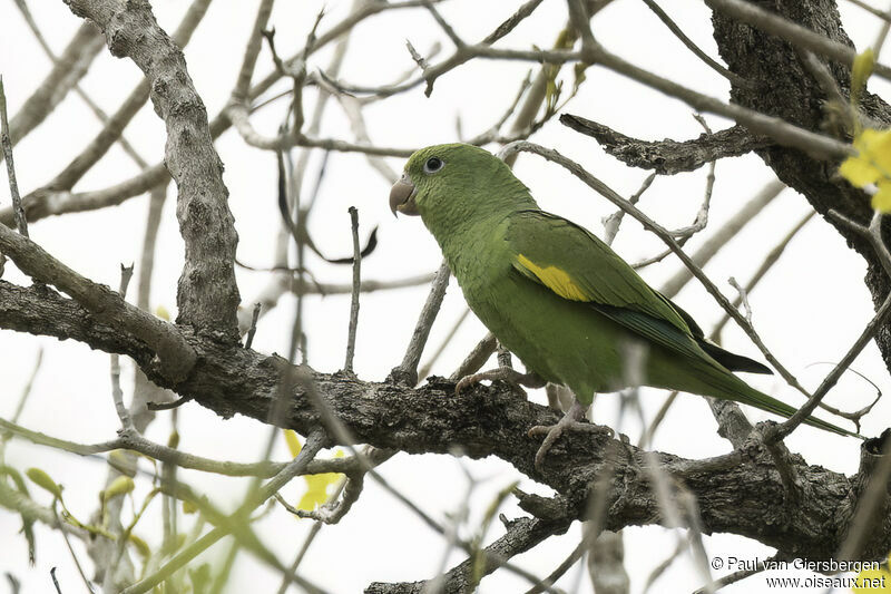 Yellow-chevroned Parakeetadult