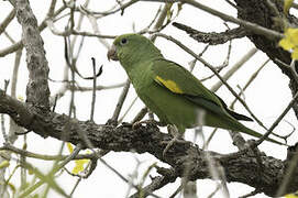 Yellow-chevroned Parakeet